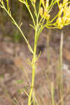 Nuttall's rayless goldenrod